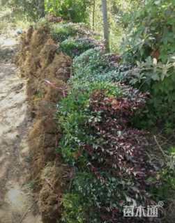 高度30厘米红叶小檗