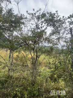 高度200厘米映山红