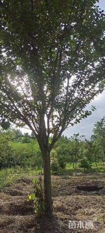 18公分樱花