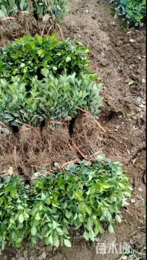 高度15厘米卫矛小苗