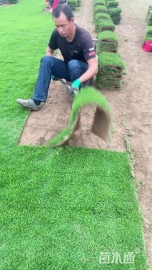 高度100厘米塔柏