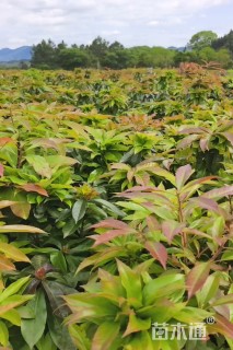 0.4公分木荷