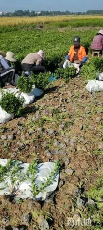 高度30厘米毛鹃小苗