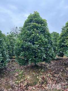 10公分椤木石楠