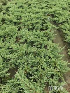 高度30厘米铺地柏