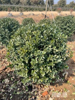 冠幅100厘米大叶黄杨球