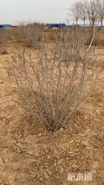 高度100厘米丛生丁香