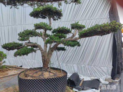 18公分罗汉松