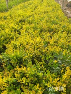 高度50厘米金森女贞