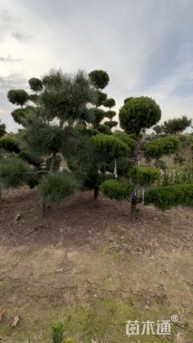 10公分造型龙柏