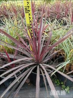 高度40厘米澳洲朱蕉