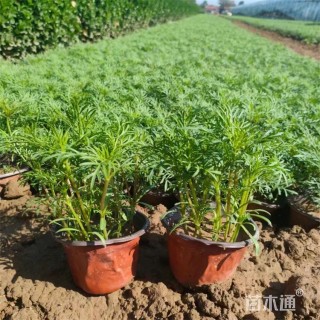 高度20厘米波斯菊