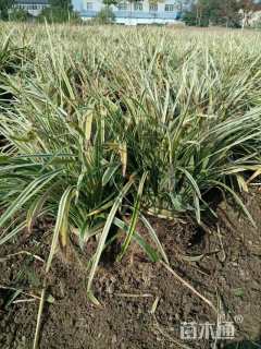 高度30厘米金边阔叶麦冬