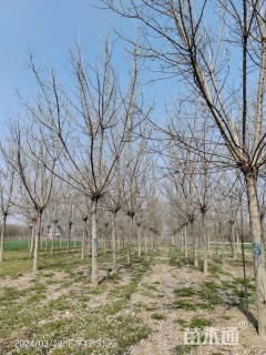 16公分金叶复叶槭