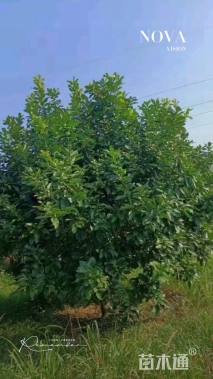 15公分香泡