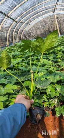 高度20厘米八角金盘