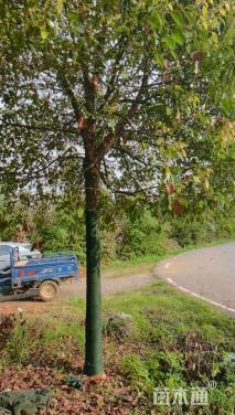 15公分朴树