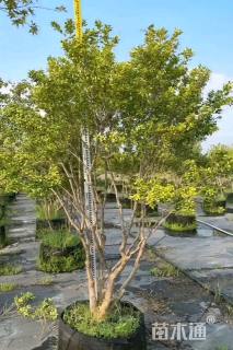 高度120厘米瓜子黄杨