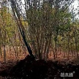 高度1000厘米丛生三角枫