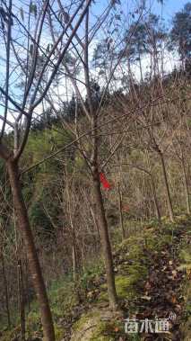 5公分福建山樱花