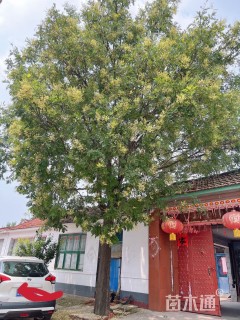110公分槐树