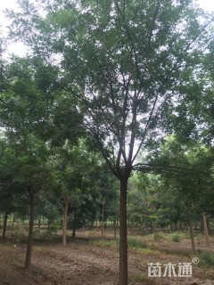 12公分国槐