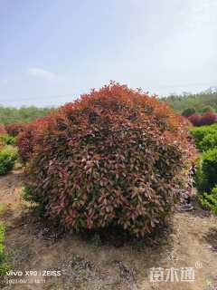冠幅250厘米红叶石楠球
