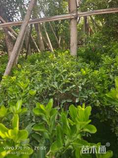 冠幅80厘米大叶黄杨球