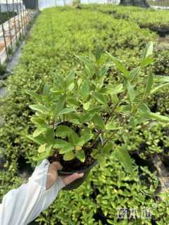 高度30厘米大麻叶泽兰