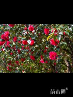 高度180厘米茶花