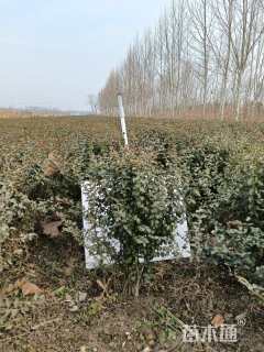 冠幅80厘米火棘球