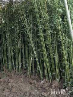 地栽苗青皮竹