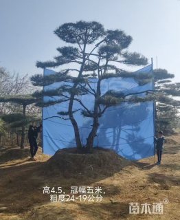 22公分双杆迎客松
