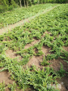 高度40厘米铺地柏