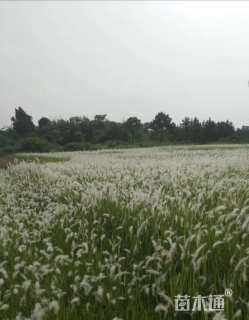 高度50厘米白茅