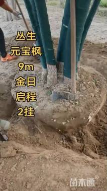 高度350厘米丛生五角枫