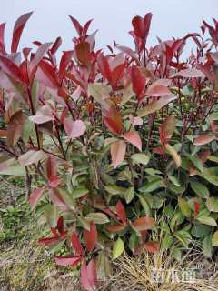 0.3公分红叶石楠