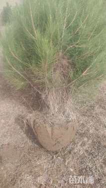 高度2000厘米油松