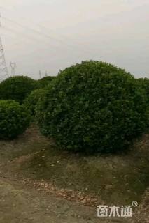 冠幅220厘米大叶黄杨球