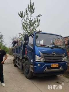 30公分乌桕