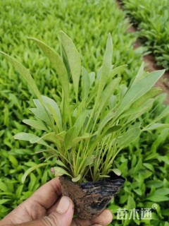 高度15厘米紫菀