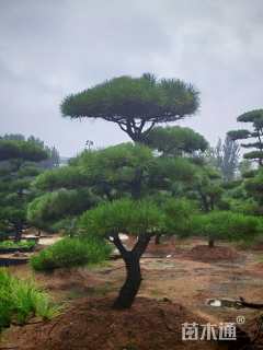 25公分造型油松