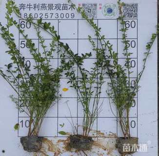 高度50厘米迎春花