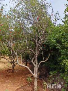 高度300厘米石榴