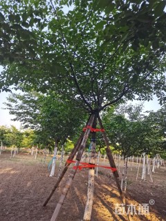 14公分樱花