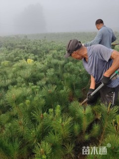 高度100厘米油松小苗
