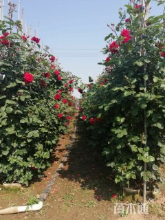 150厘米藤本月季