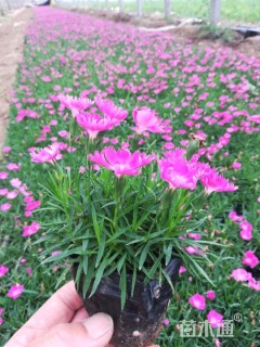 主蔓长20厘米常春藤