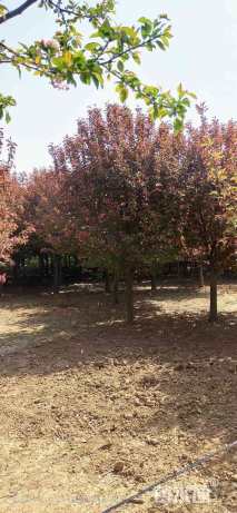 高度600厘米雪松