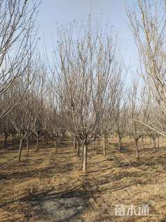 11公分日本晚樱